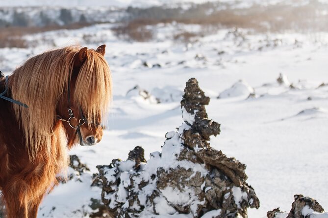 An Icelandic horse standing in a snow-dusted lava field