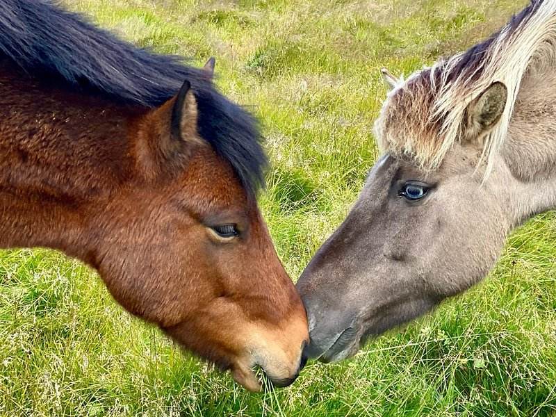 An Iceland Layover with Kids
